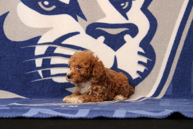 puppy, for, sale, Toy Poodle, Matthew B. Stoltzfus, dog, breeder, Gap, PA, dog-breeder, puppy-for-sale, forsale, nearby, find, puppyfind, locator, puppylocator, aca